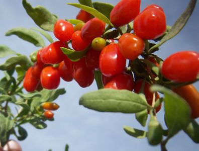 5 beneficii ale fructelor goji